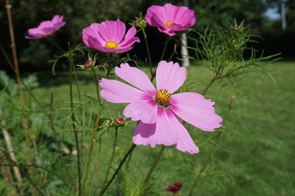 Sachet de graines - Bisous fleuris