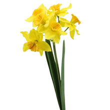Branche de narcisses - Jaunes