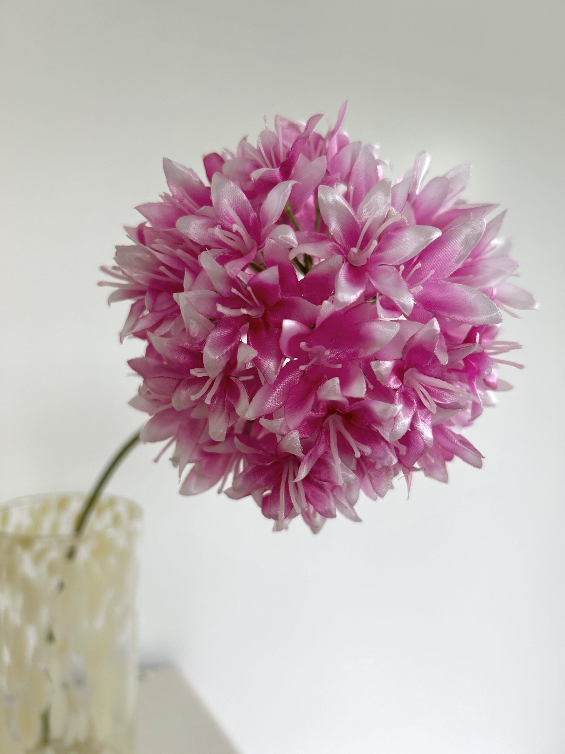 Alium - Rose