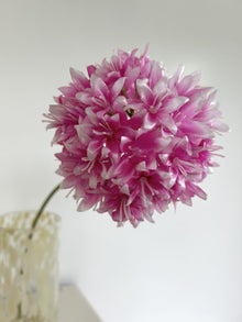 Alium - Rose