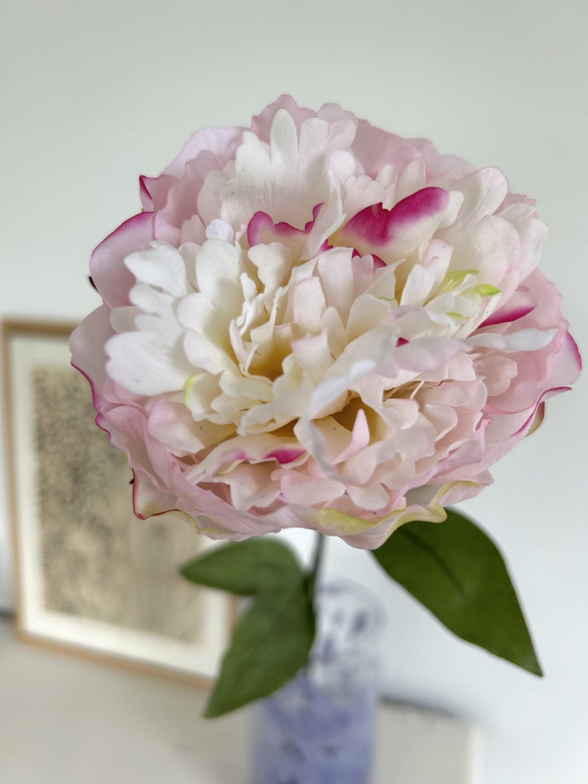 Pivoine - Rose