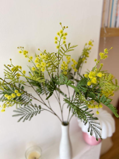 Branche de mimosa
