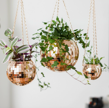 Pot de plantes disco boule à facettes - Champagne MM
