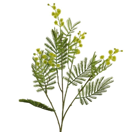 Branche de mimosa