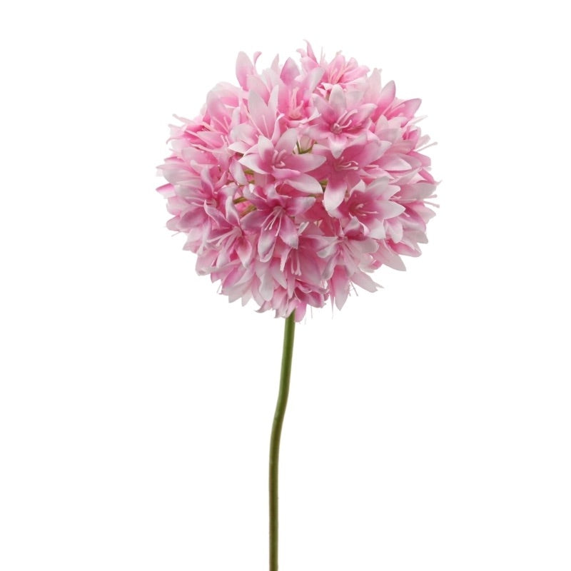 Alium - Rose