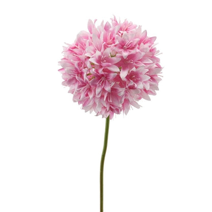 Alium - Rose