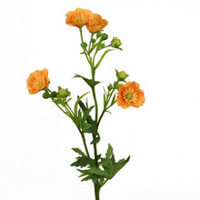 Branche de boutons d'or - Orange
