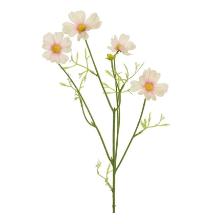 Branche de cosmos