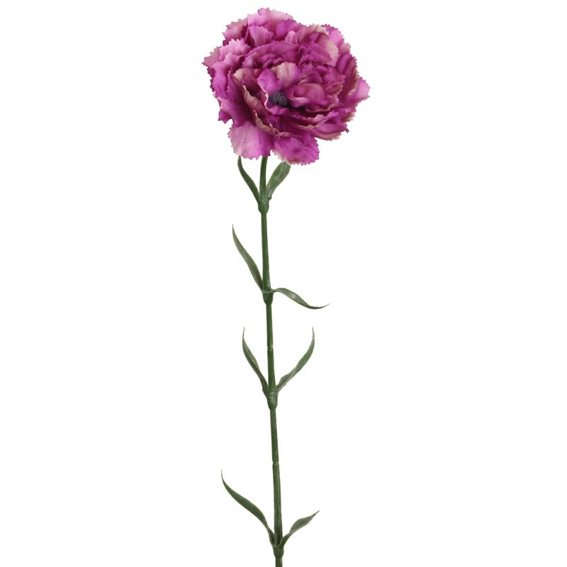 Oeillet - Violet