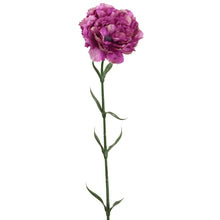 Oeillet - Violet
