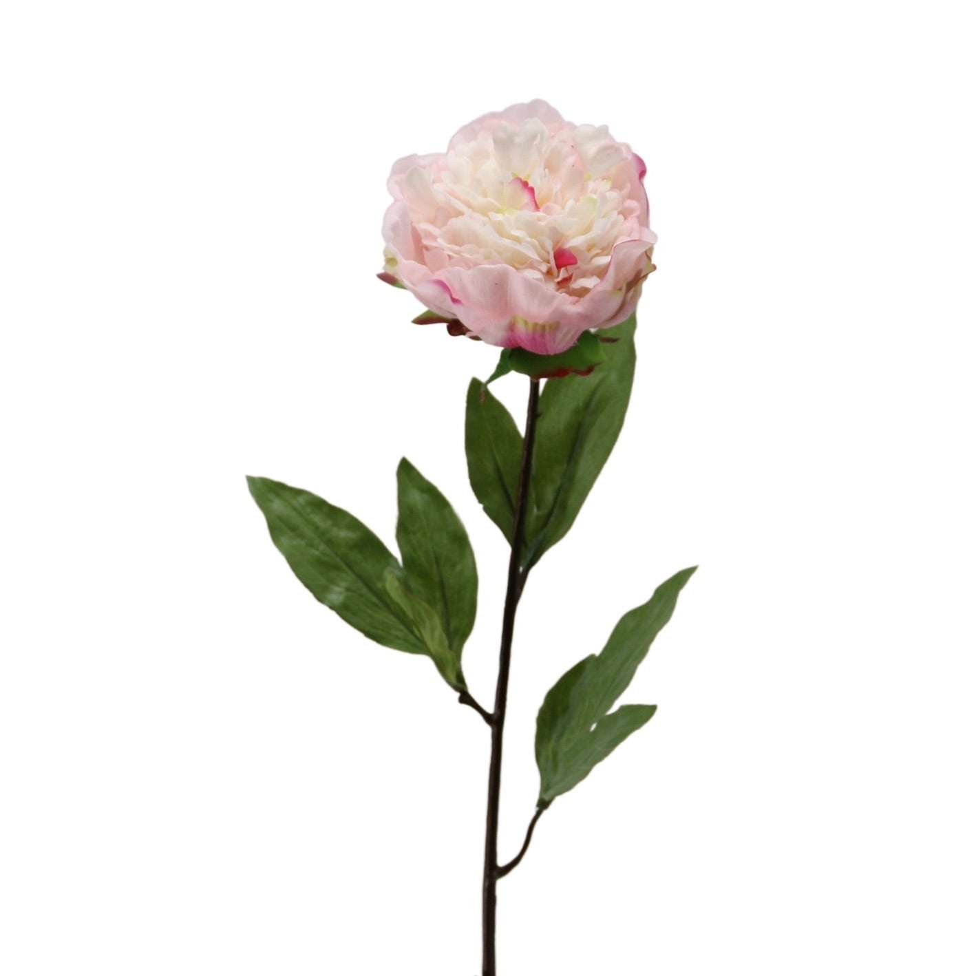 Pivoine - Rose