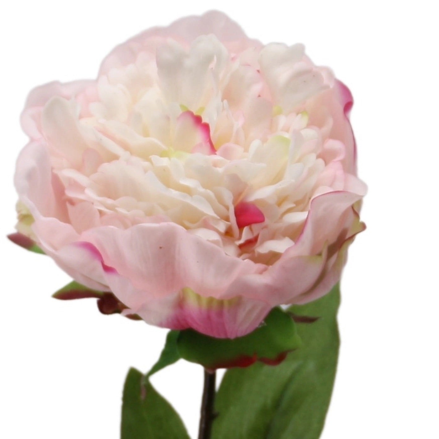 Pivoine - Rose