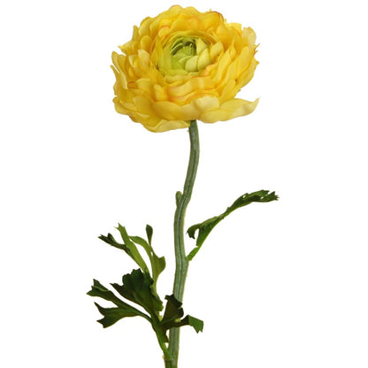 Renoncule - Jaune
