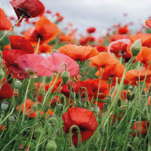 graines de coquelicot 