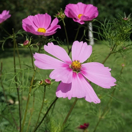 graines de cosmos