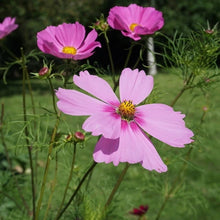 graines de cosmos