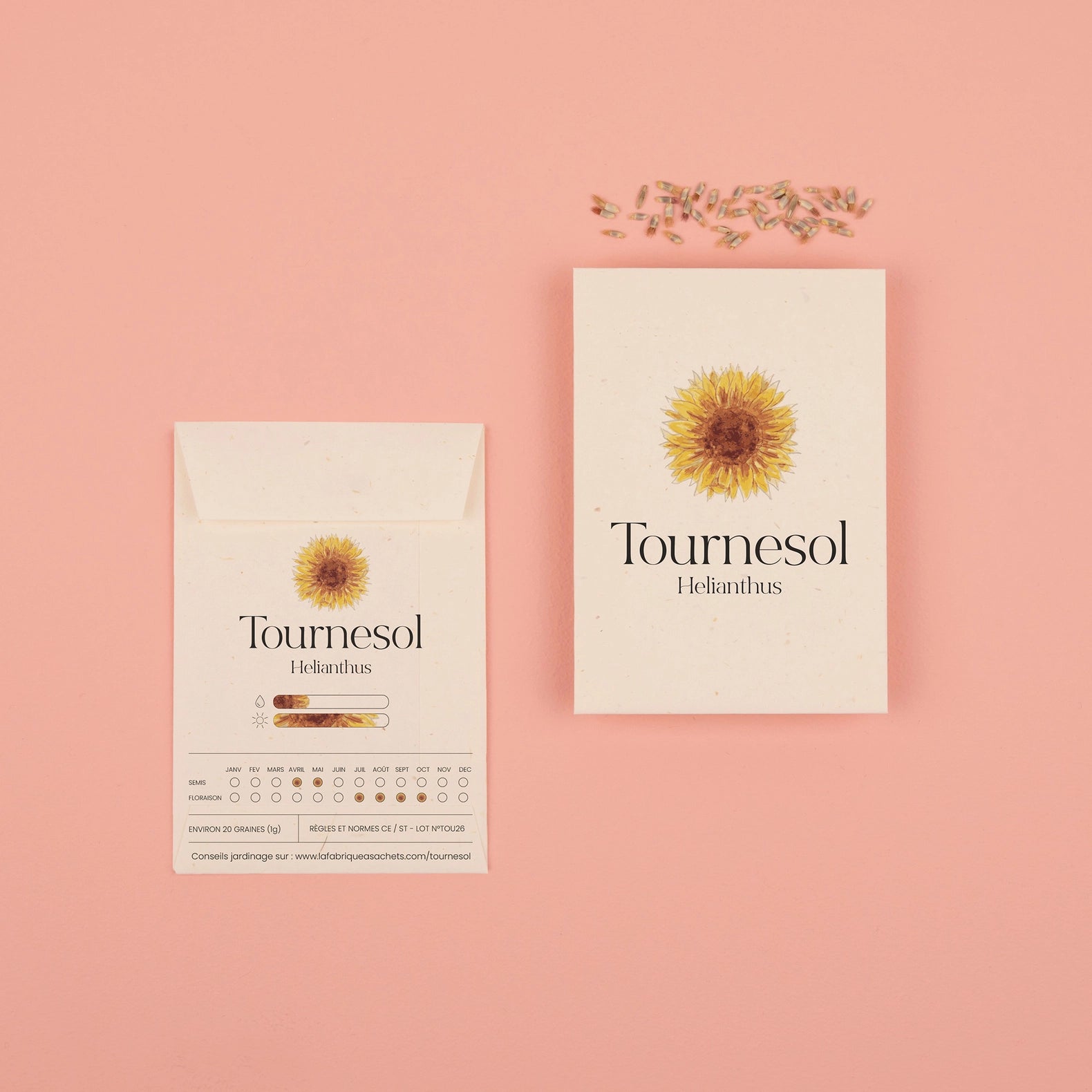 graines de tournesol 
