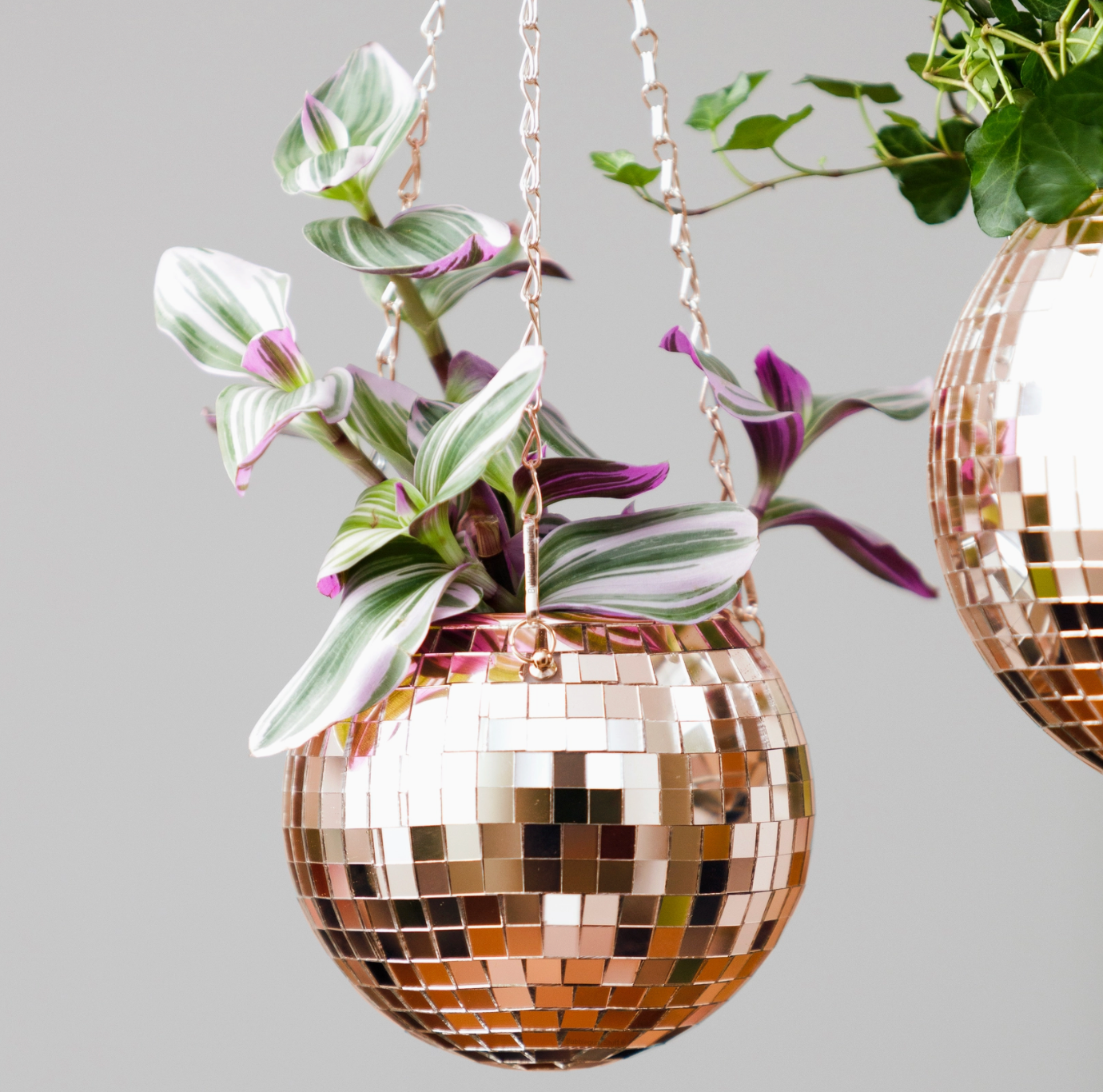Pot de plantes disco boule à facettes - Champagne MM