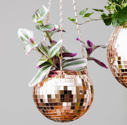 Pot de plantes disco boule à facettes - Champagne MM