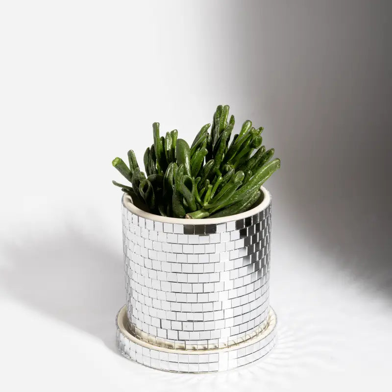 Cache-pot - Disco